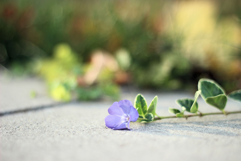 Illustration for article titled There was a flower today.
